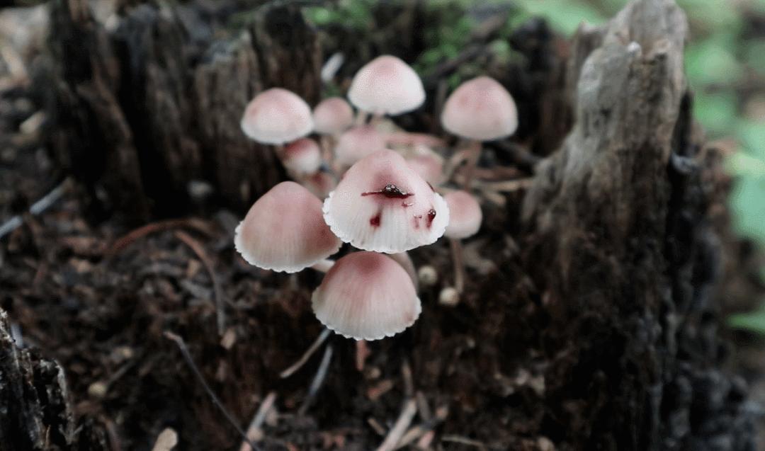 长刺的蘑菇能吃吗,14种毒蘑菇千万别吃