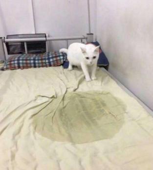 猫咪在床上拉尿怎么教训,猫咪想尿尿时会有哪几种反应