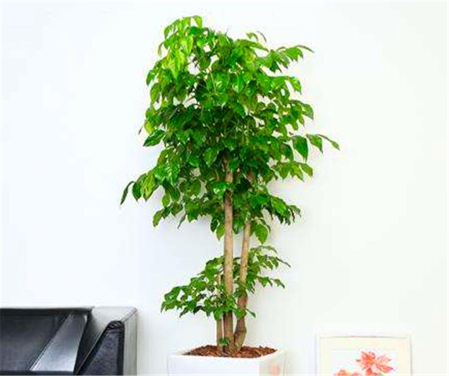 幸福树怎么防止发黄,幸福树有黄叶子怎么办