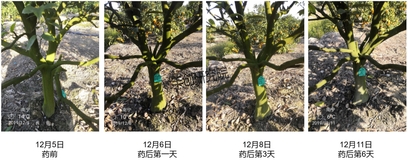 农田里的青苔怎样防治,水田长青苔用什么农药能化青苔