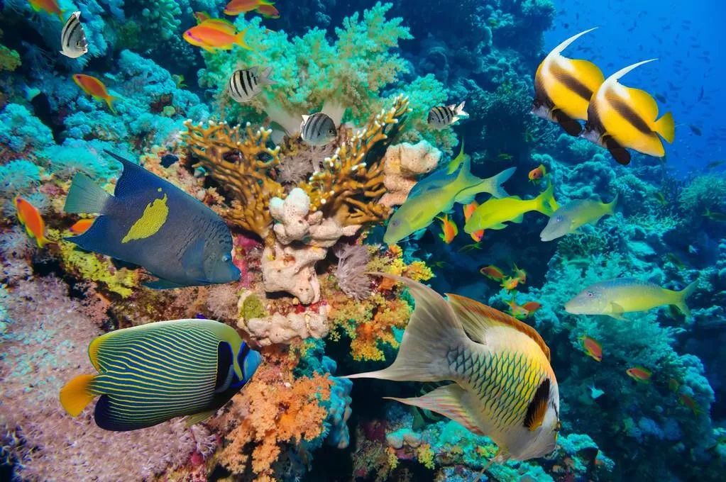 宋美龄最喜欢的翡翠手镯,宋美龄玉石珠宝