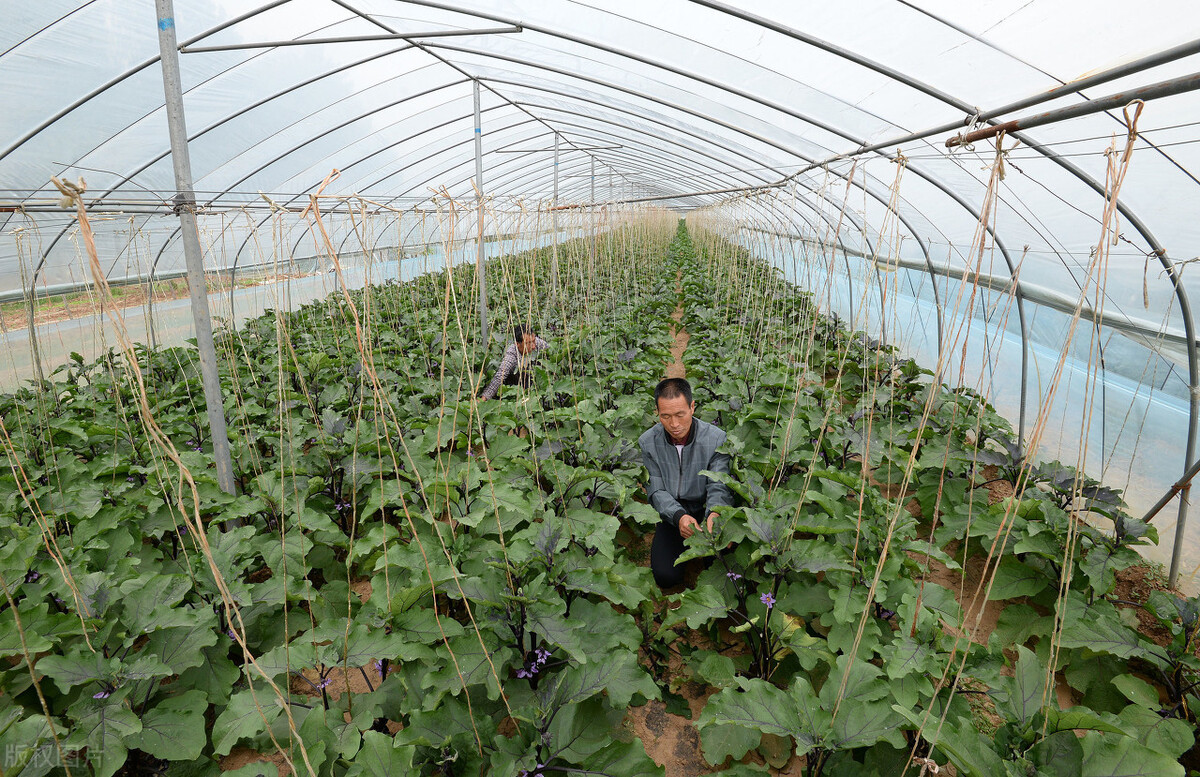 茄子苗露地栽培技术,嫁接茄子露地栽培管理技术视频
