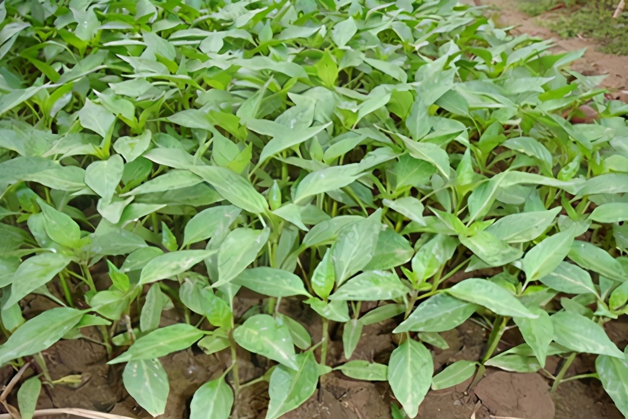 杈ｆ鐑傛牴鏋鎬庝箞鏁戞不,杈ｆ鏋鐑傛牴