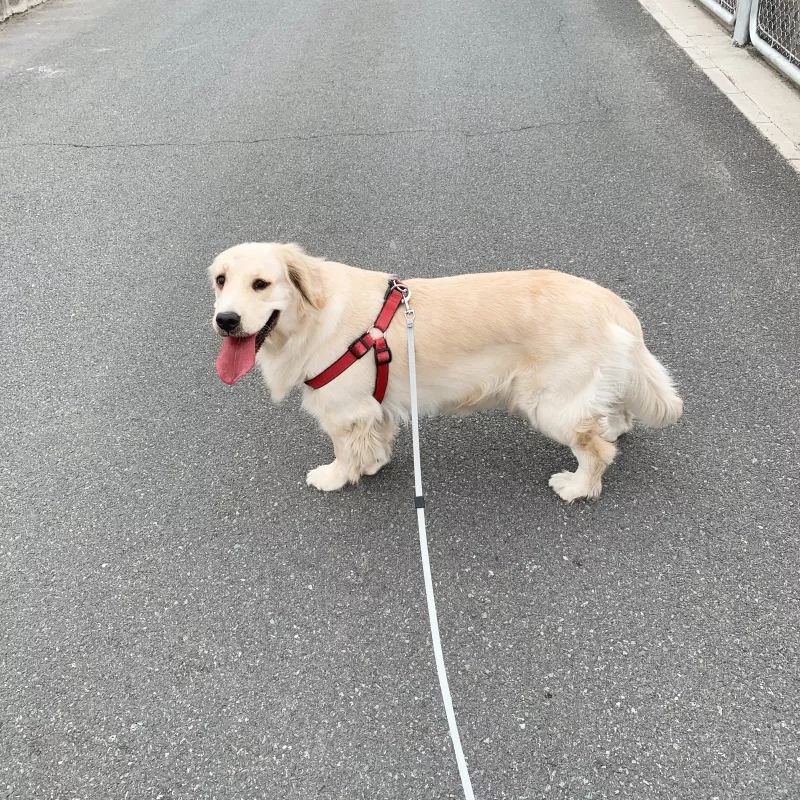 新手养金毛养幼犬好还是成犬好,新手养金毛合适还是阿拉斯加合适