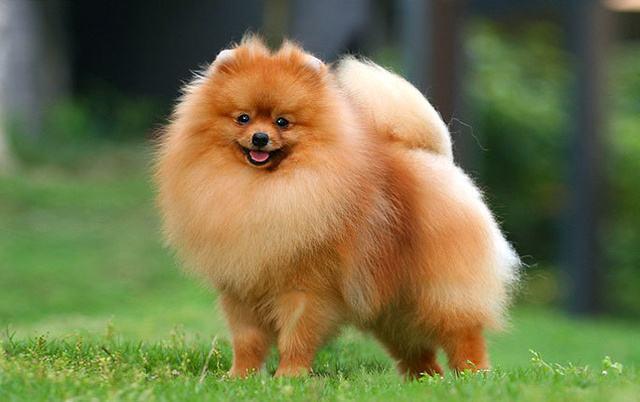 怎么挑选精品博美,怎么挑博美纯不纯