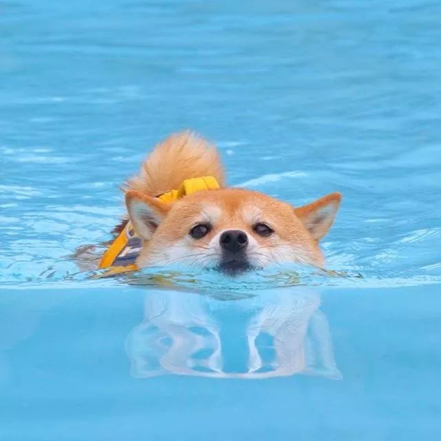 比人还会拍照的狗，简直萌炸朋友圈了