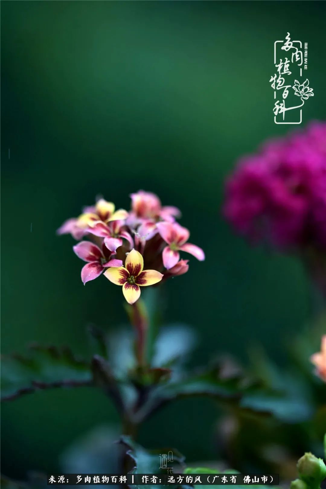 那些花儿在每个角落静静为你开着,那些花儿在每个角落静静地绽放