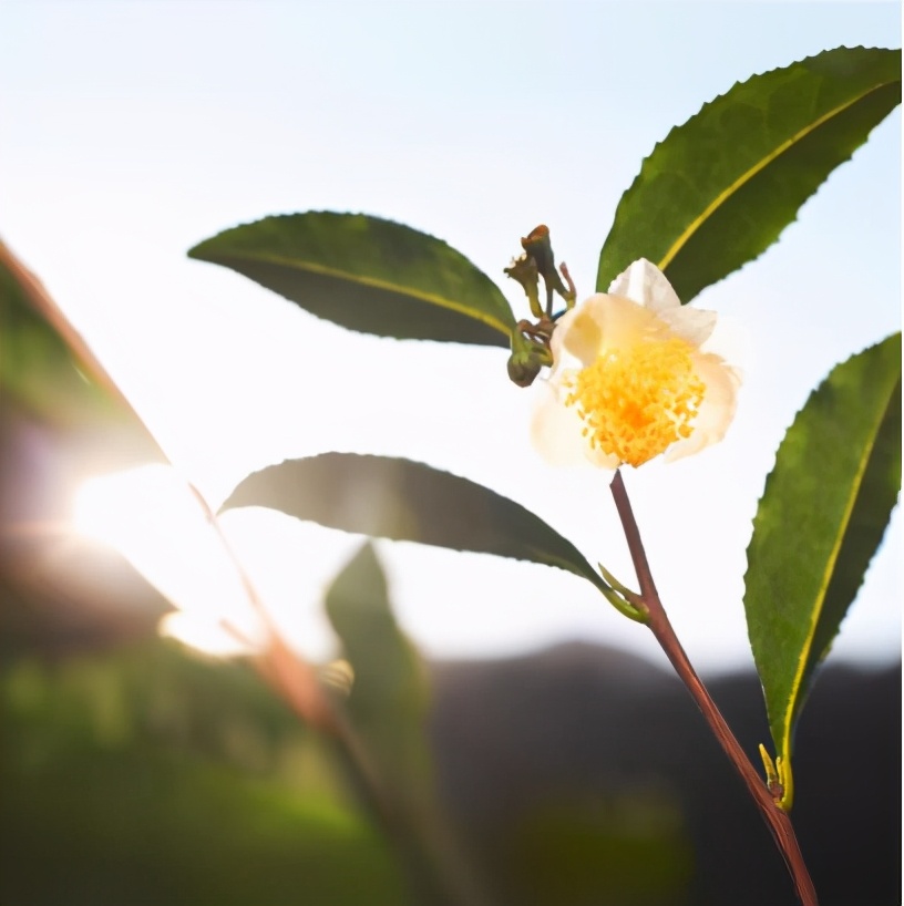 阿玛尼裸妆心机粉底液,打造裸妆感粉底液