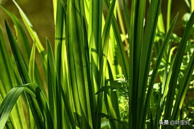 山前青青野艾草,你家门前插几枝?