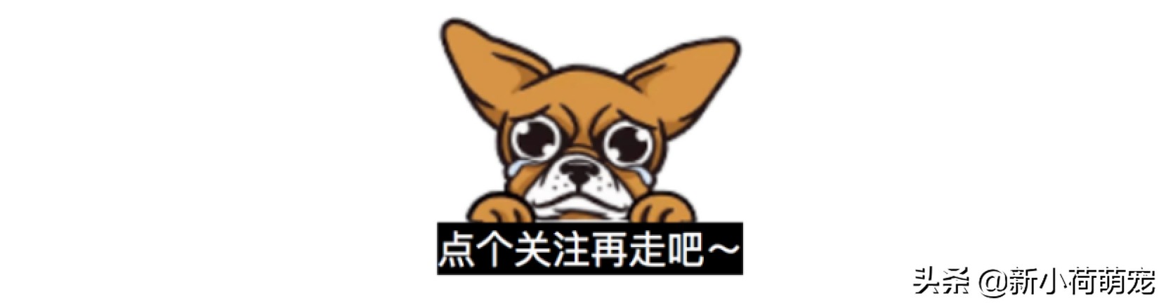 狗狗生娃危险么,狗狗生娃时要注意哪些事项