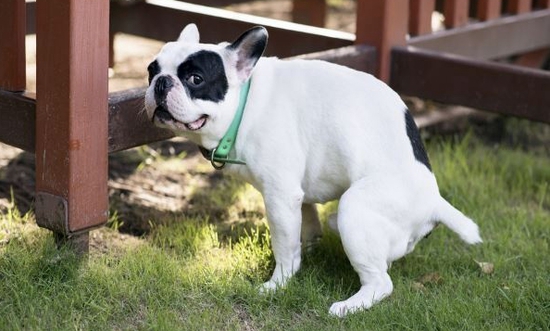 遛狗时狗狗撒尿怎么清理,外出遛狗正确处理狗粑粑的方法