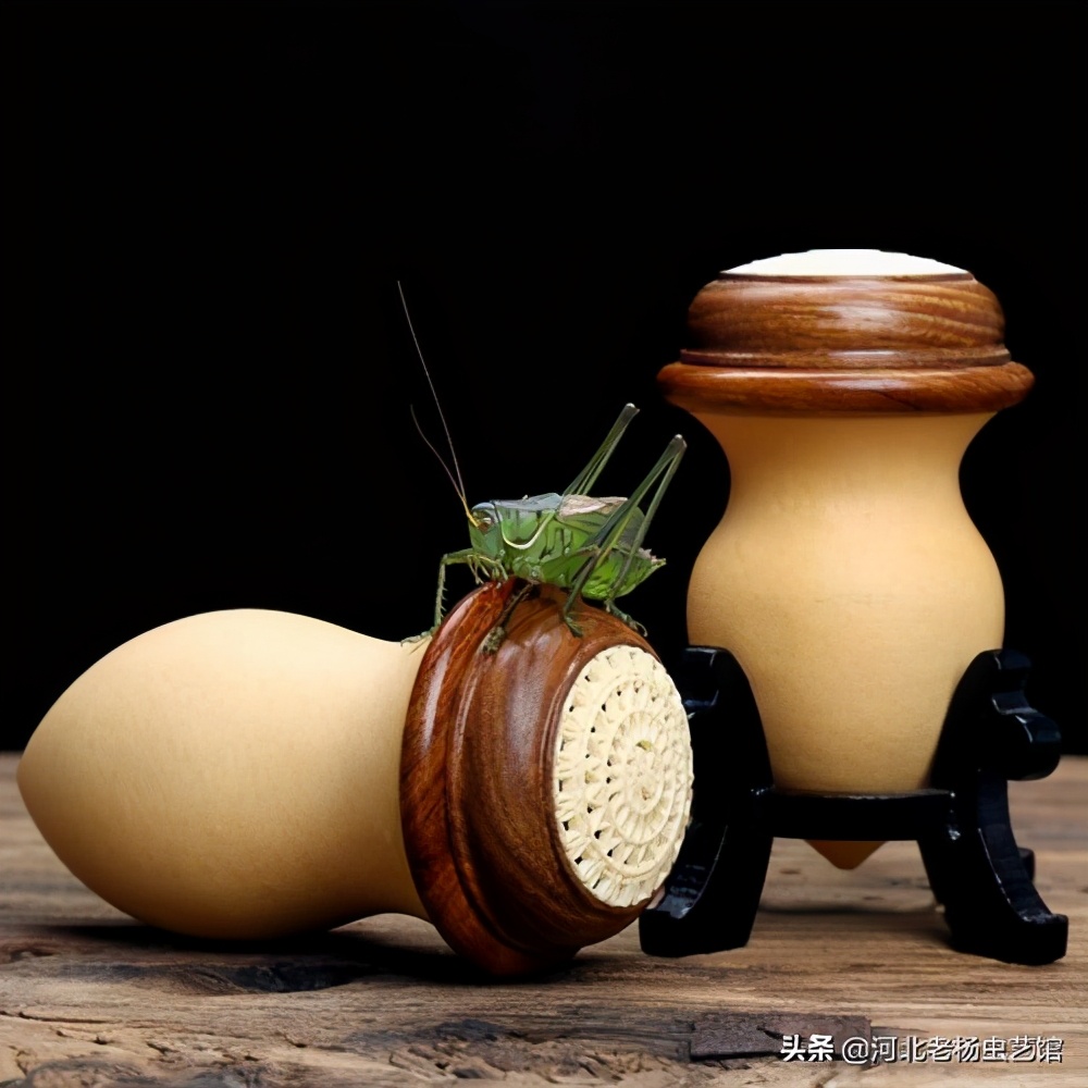 蝈蝈的病症,蝈蝈怎样才算生病