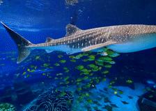 珠海长隆旅游攻略必玩的景点,珠海旅游攻略必去景点排行榜