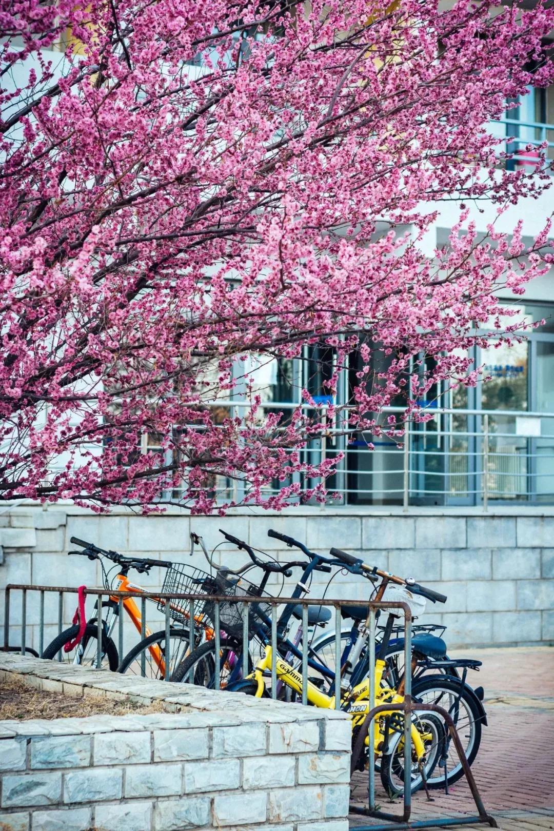 辽宁省高校(三十二)大连外国语大学
