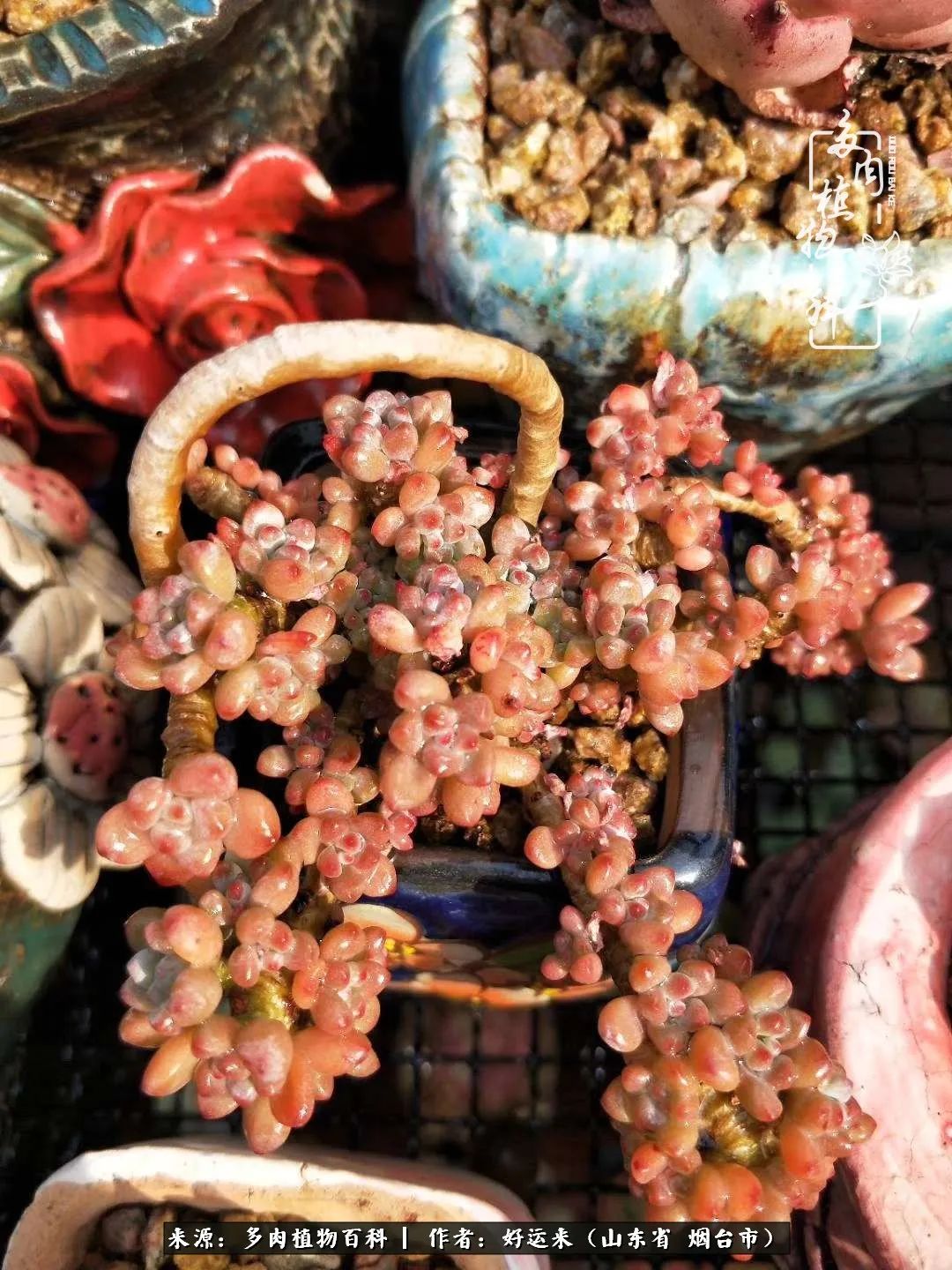 这世上怎么会有那么可爱的小可爱,这世上怎么有这么可爱的小生物