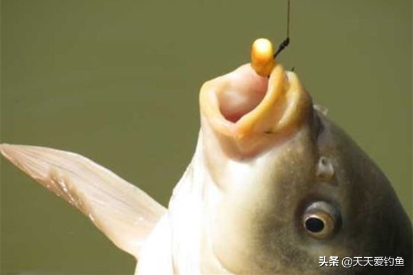 珠珠软饵远投钓法,珠珠钓鱼远投还要打窝吗