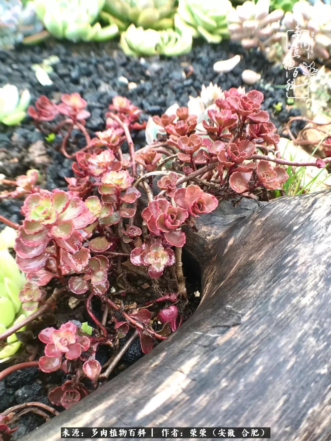 入秋后多肉是露养好还是室内养好,入夏后露养的多肉要搬进室内吗