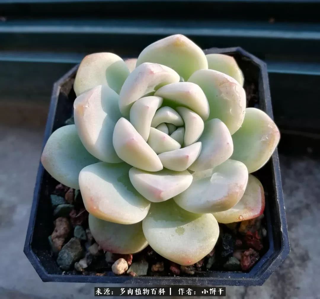 无肉不欢的肉瘾少女，日日沉迷于美色无法自拔！