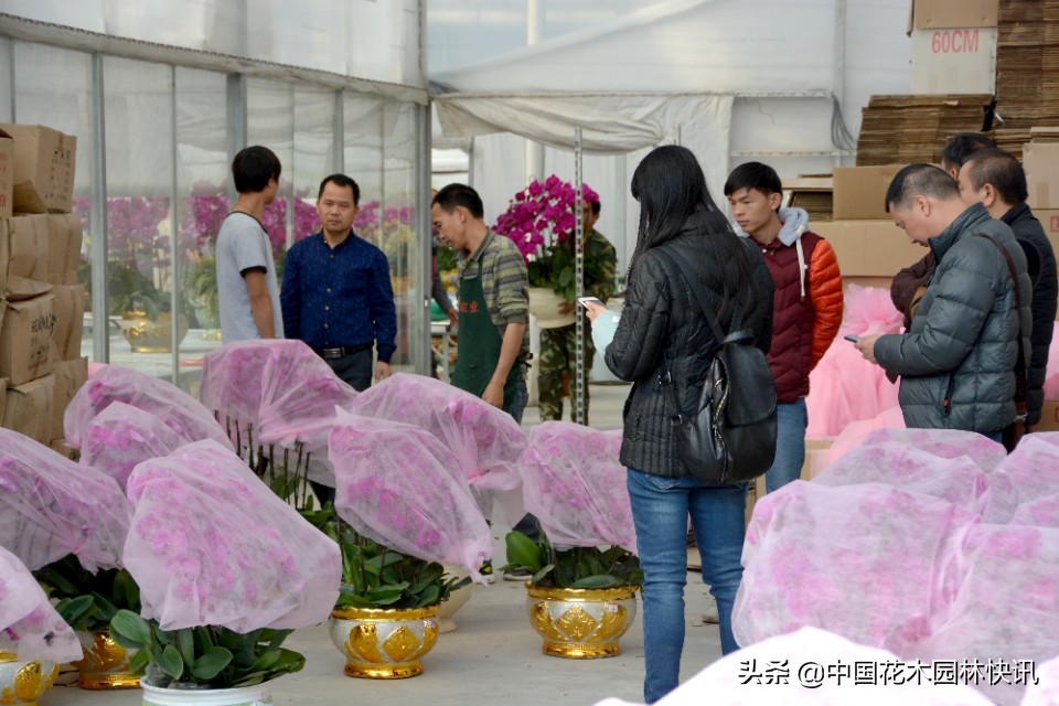 广州花市天河蝴蝶兰,南海花卉博览园蝴蝶兰