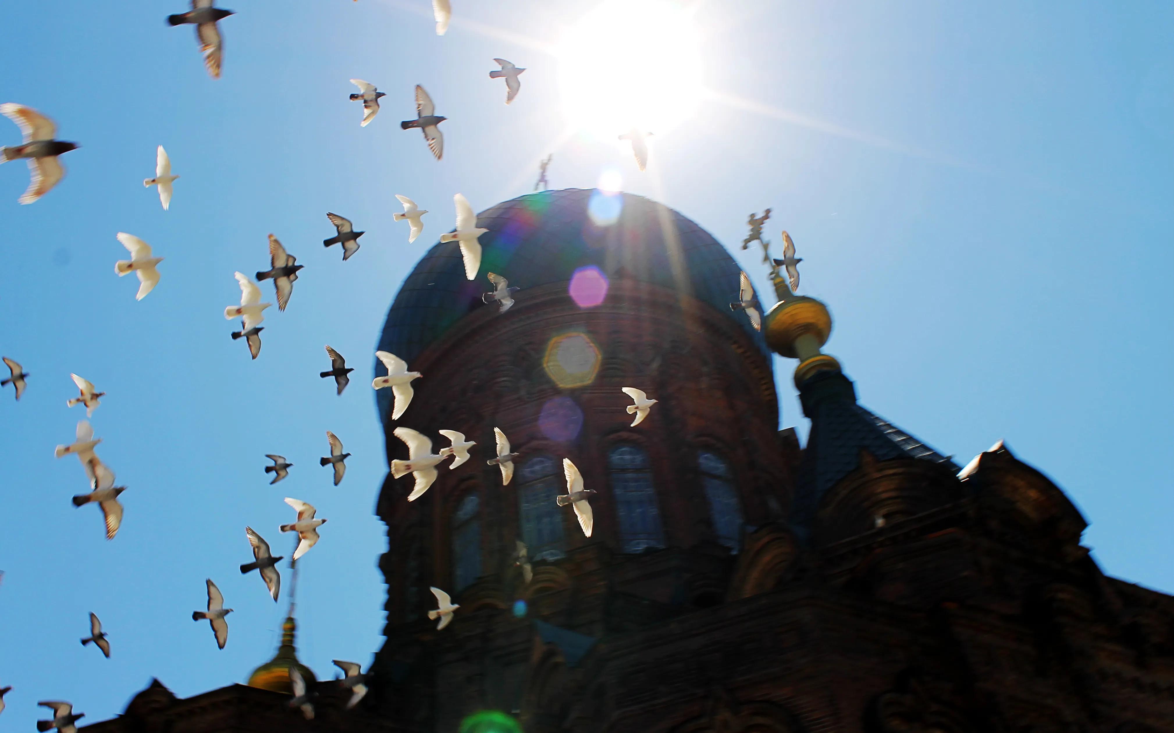 幼鸽怎么预防鸽痘,如何处理幼崽鸽子