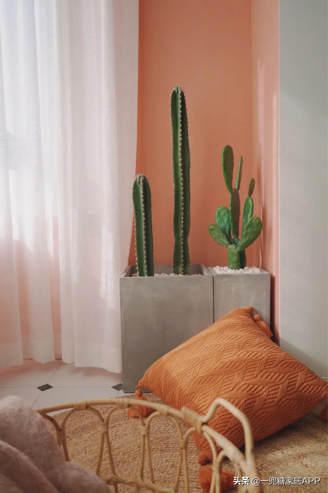 手残党绿植大全,给大家推荐几款超好养的绿植