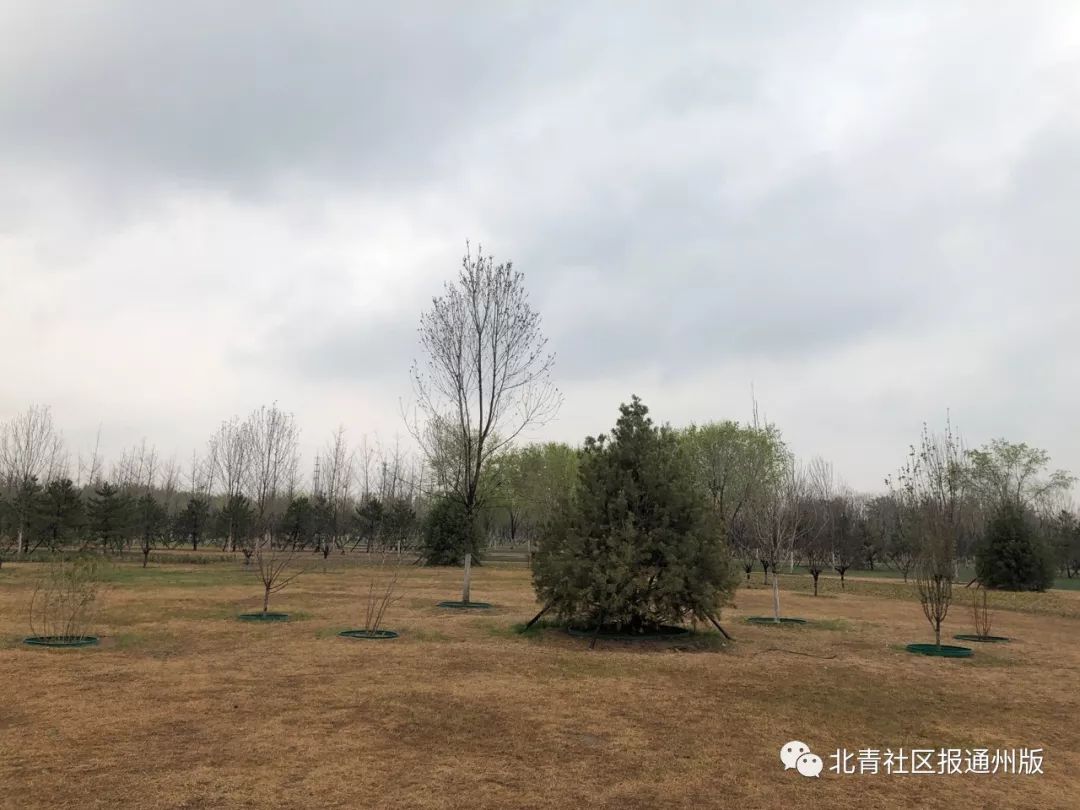 就是通州这5个人，和总书记一起植树了！听听他们都说了啥？