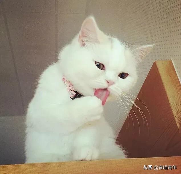 小奶猫的危害视频,小奶猫有什么危险
