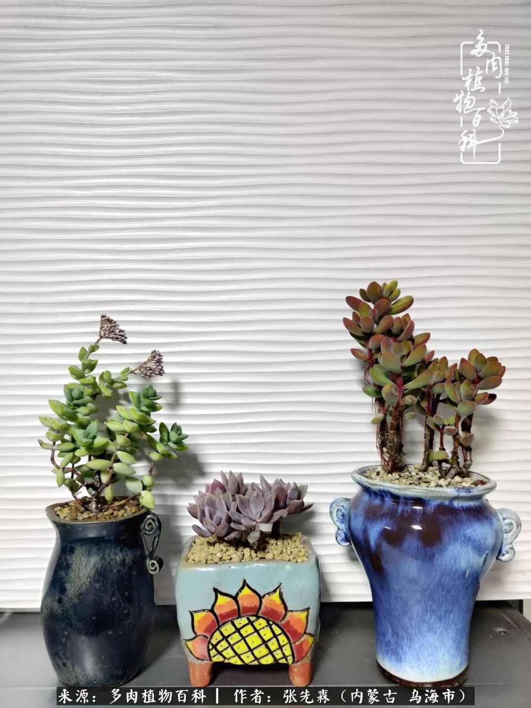 吸取教训，不断探索，英语老师的多肉碎碎念