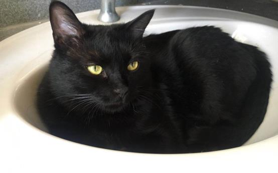 猫咪厌食的原因和解决方法,猫咪突然吃猫粮吃得很少怎么办