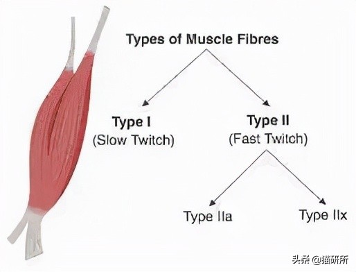 猫咪到底能跳多高,猫咪能跳多高