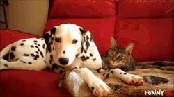 目前狗的市场行情,今年狗的行情怎么样