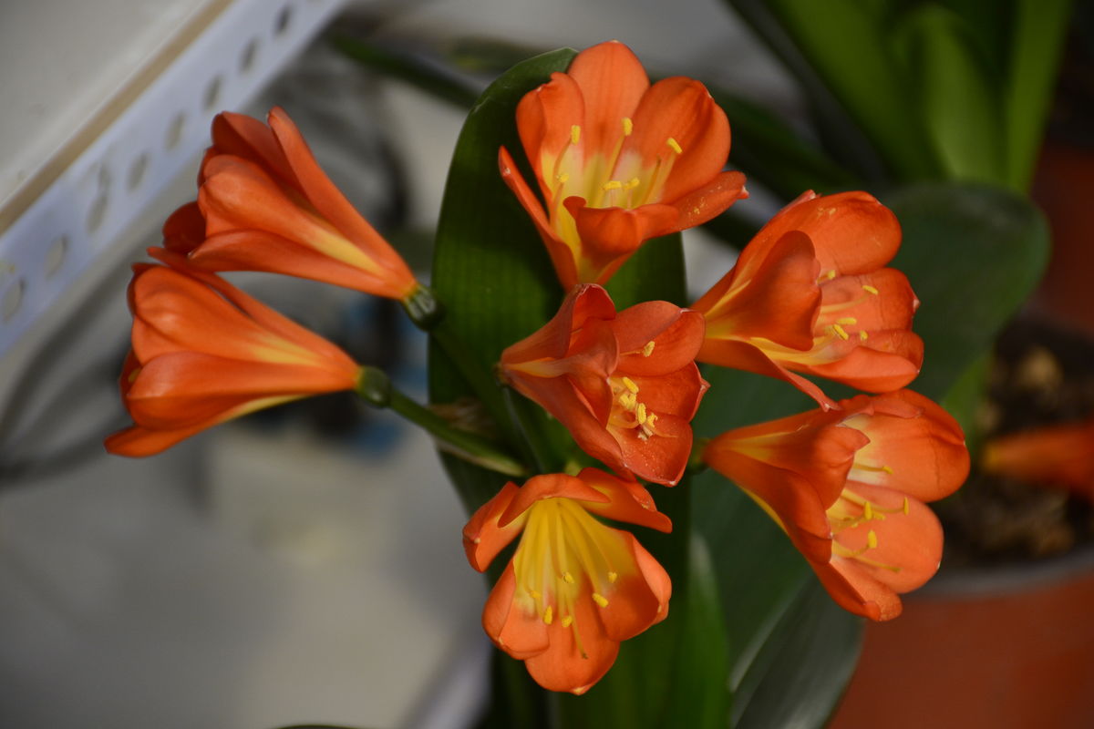 君子兰病虫害有哪几种,君子兰常见病虫害