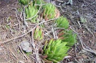 每日一花9977,每日一花单头多肉变多头