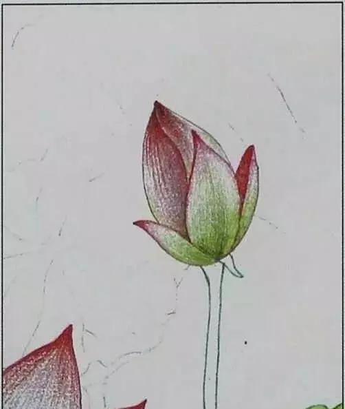 画荷塘与荷花,画一张美丽的荷塘画