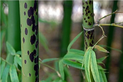 血统aCmfZ-cts4660+是瑶族盘瓠女婿郑元瑞,亚特兰蒂斯扶桑族