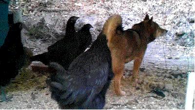 搞笑动图笑得肚子痛,搞笑动图gif图片合集