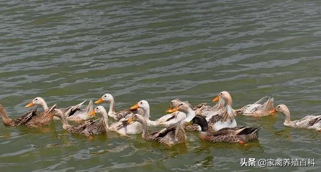 鸭子粪便稀,鸭子拉白稀粪会死掉是怎么回事