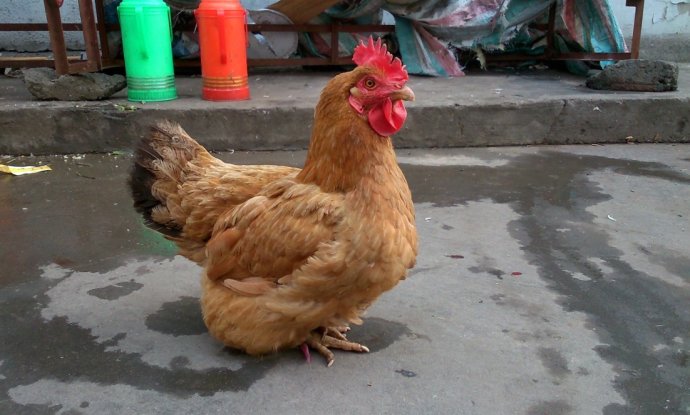 土鸡品种有哪些哪个品种好养,土鸡品种最好的是什么品种