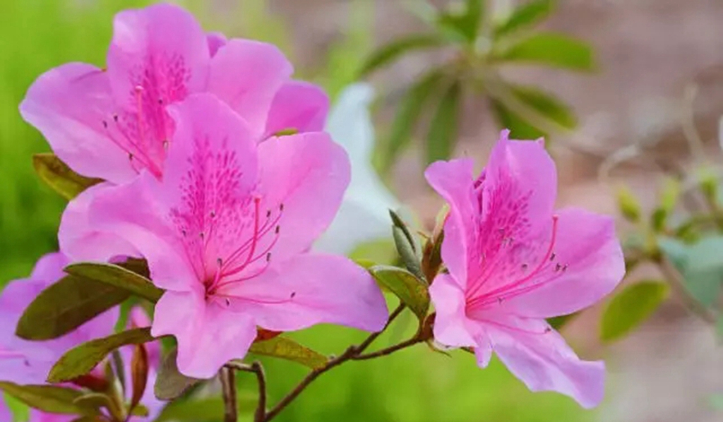 我的杜鹃花叶子发黑掉落咋办,我的杜鹃花嫩枝干枯怎样救治