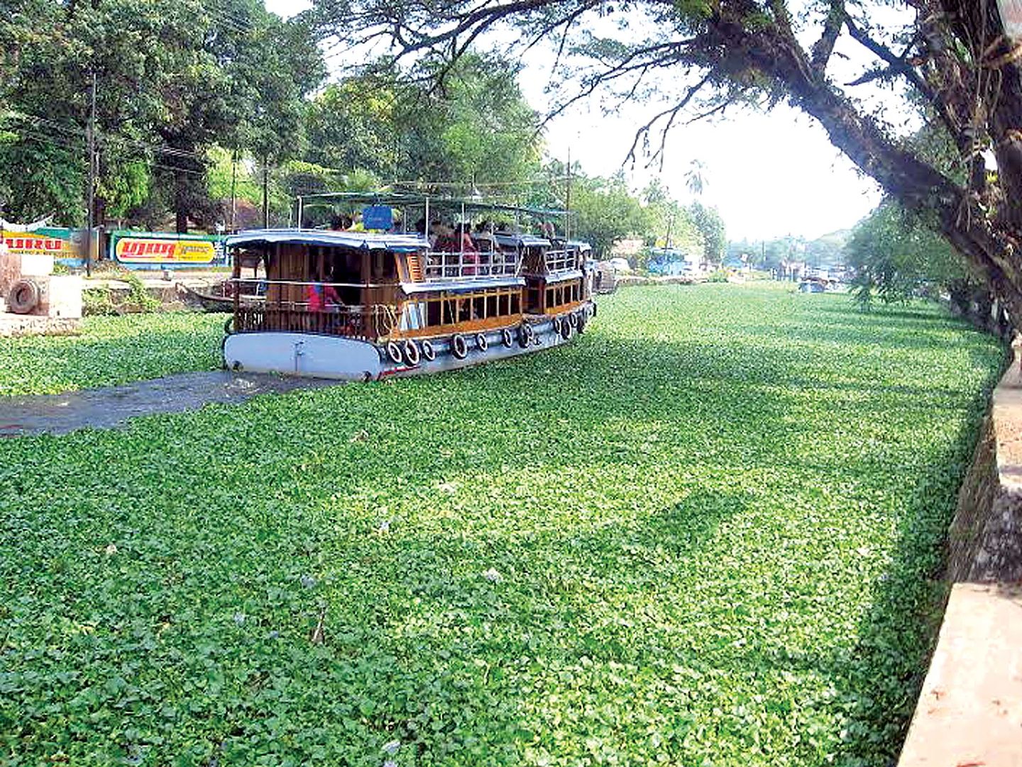 原本在我国泛滥成灾的水葫芦,曾经泛滥的水葫芦现在怎么样
