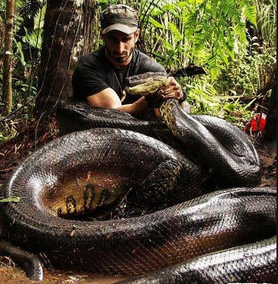 亚马逊河流中最恐怖的存在,亚马逊河流中的八大凶残生物