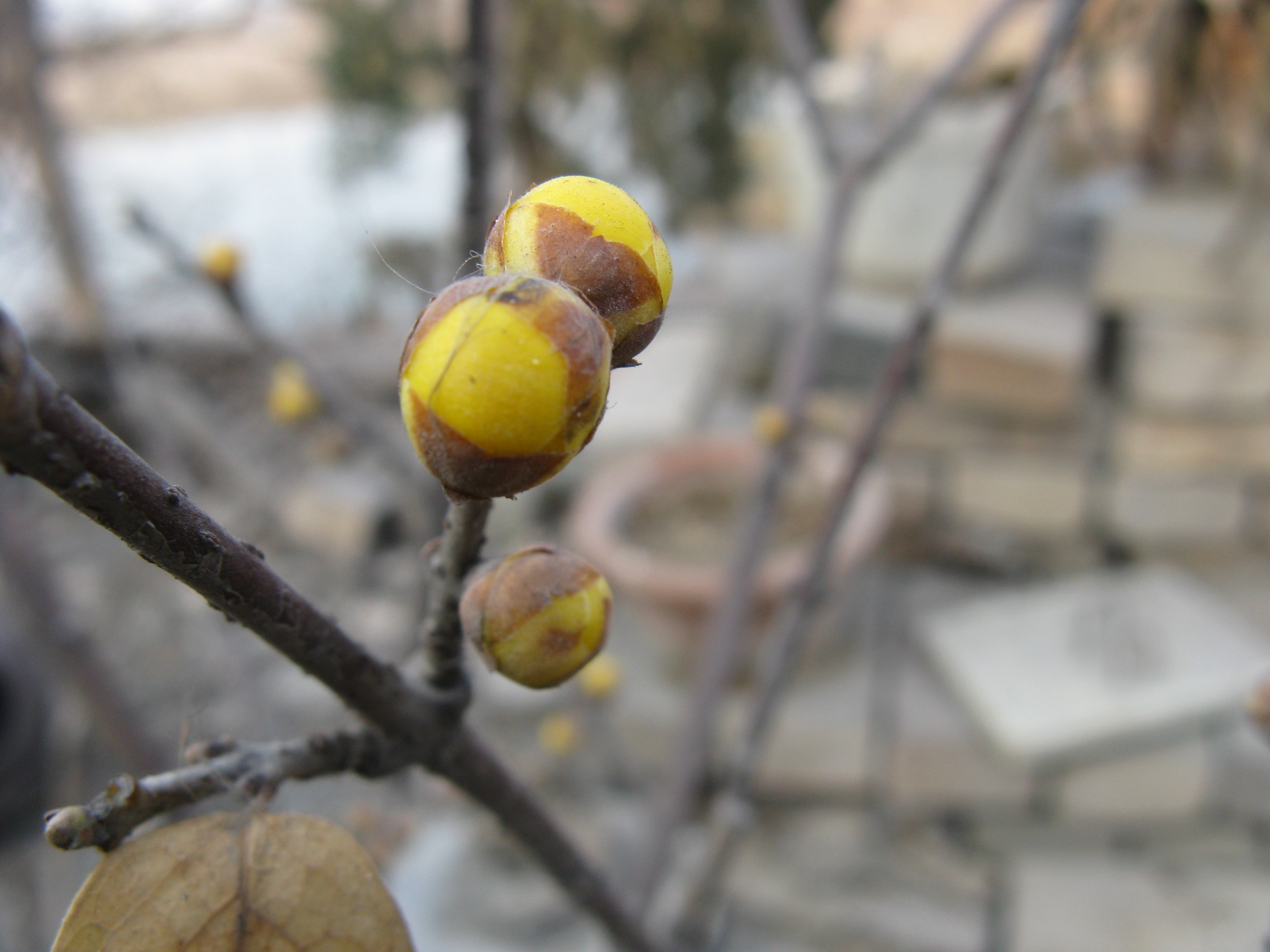 伦仔的故事33,伦仔的故事