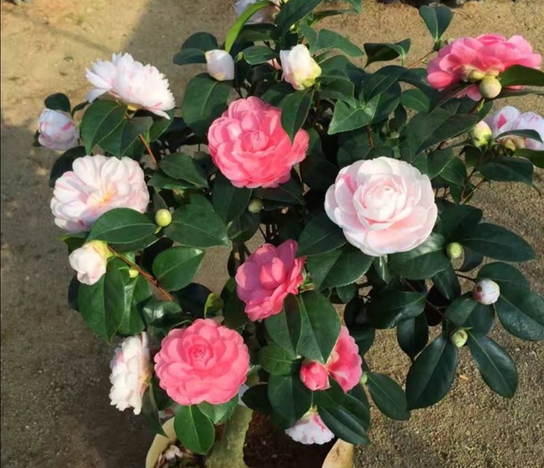 杜鹃山茶叶子发黄该怎么办,杜鹃茶花为什么黄了