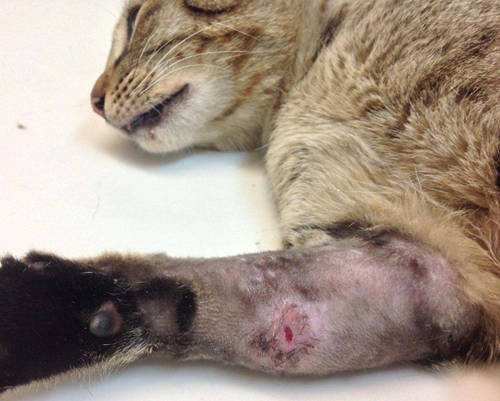 猫咪眼球抓伤流脓肿大,猫咪绝育伤口流脓