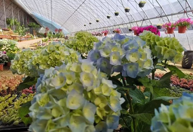 大连网上买花哪个平台好,大连买花到哪里