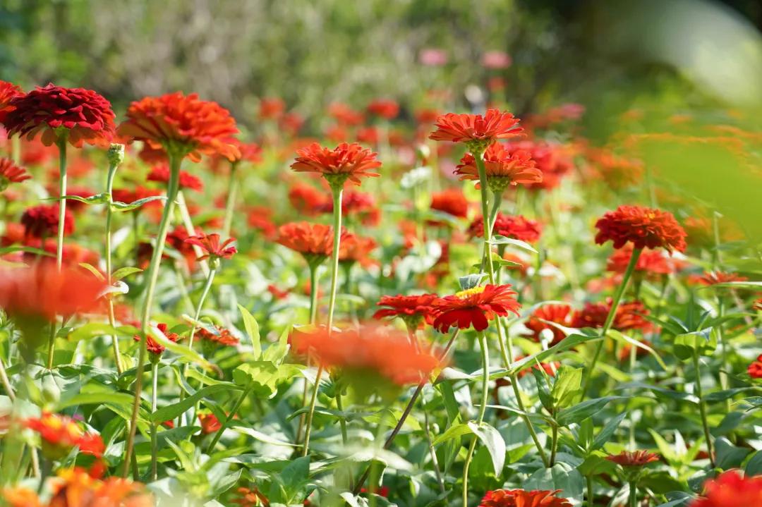 厦门最近哪里的花海最好看,江岭向日葵花海美成童话