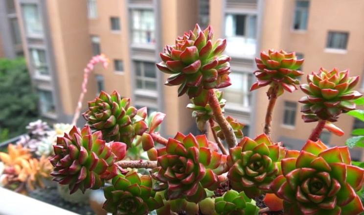 种植技巧学习,种植花卉应该怎么开始学