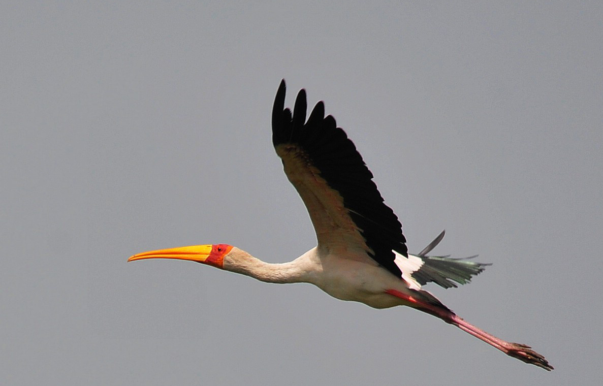 广东常见鸟类图谱图文,广东常见鸟类图谱