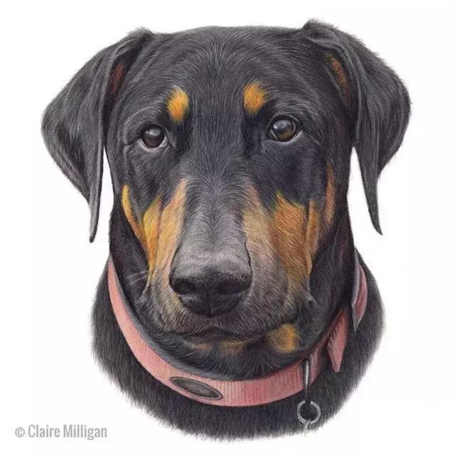 彩铅如何画得非常细腻,彩铅画的很好看零基础