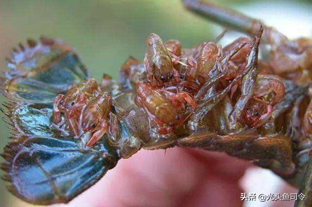 扒一扒大众甲壳虫的一串黑历史,扒小龙虾的视频